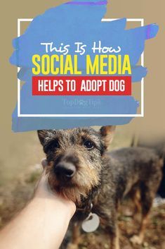 How Social Media Hel  How Social Media Helps to Adopt Dogs  Top Dog Tips  #DogLoversHub Dog Rescue Social Media, Animal Shelter Social Media Ideas, Animal Shelter Social Media, Shelter Dogs Adoption, Animal Rescue Fundraising, Dog Fundraiser, Animal Rescue Ideas, Dog Dental Cleaning, Why Do Cats Purr