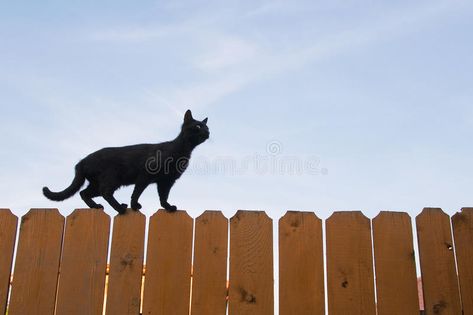 Black cat. Walking on fence , #sponsored, #cat, #Black, #fence, #Walking #ad Black Cat Walking, Cat Walking On Fence, Black Cat Arched Back, Cats On A Fence Painting, Black Cat Crossed My Path, Cat Stock, Cat Walk, Warrior Cat, Animals Images