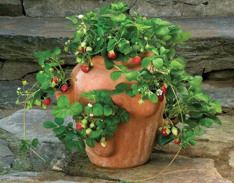 A Strawberry Jar That Really Works – Laidback Gardener Strawberries Growing, Strawberries In Containers, Strawberry Pots, Strawberry Planters, White Flower Farm, Flower Tower, Alpine Plants, Growing Strawberries, Strawberry Plants