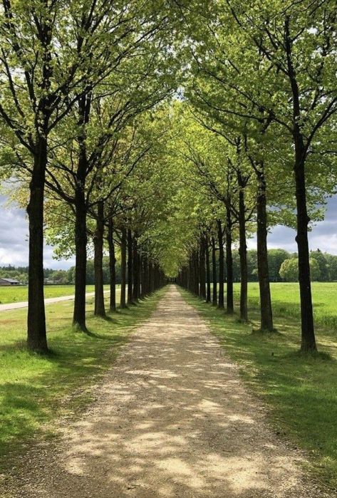 Driveway Entrance Landscaping, Farm Entrance, Tree Lined Driveway, Tree Tunnel, Farm Layout, Driveway Landscaping, Meditation Garden, Charming Garden, Garden Landscape Design