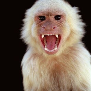 "I do not need to go to bed!" shouted Ro Different Types Of Monkeys, Types Of Monkeys, Go Ape, Moves Like Jagger, Family Wellness, Monkey Face, Angry Face, Film Horror, Monkeys Funny