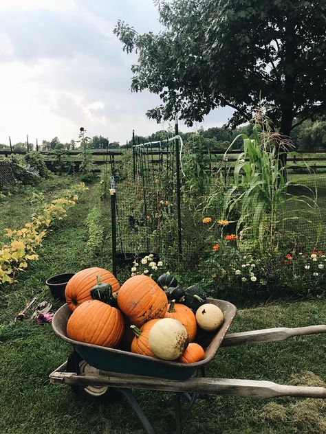 Pumpkin Patch Garden, Garden Goals, Pumpkin Garden, Urban Chickens, Pumpkin Harvest, Happy Farm, Farm Lifestyle, Fall Garden Vegetables, Zone 5