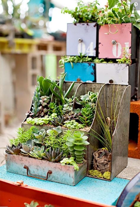 Windowsill Ideas, Drawer Ideas, Succulent Containers, Driftwood Planters, Succulent Wall Planter, Coastal Farmhouse Style, Succulent Planter Diy, Upcycle Garden, Hanging Succulents