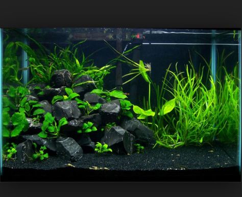 Aqua Plants, Aqua Scaping, Tank Terrarium, Fish Tank Themes, Goldfish Tank, Fish Tank Terrarium, Cool Fish Tanks, Small Fish Tanks, Fish Tank Design