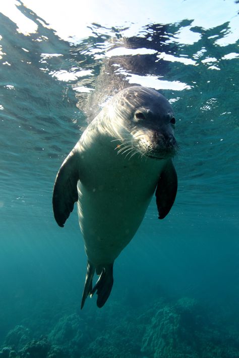 Hawaiian Monk Seal, Monk Seal, Natural Wonders, Seals, Wonder, Animals, Quick Saves, Nature