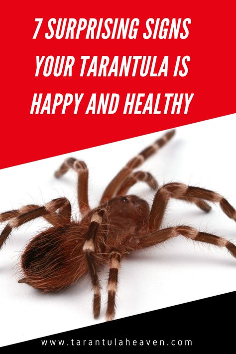 These are 7 surprising ways to tell that you have a happy and healthy tarantula. Not many people know about these signs, but they are so important since many of us don't have access to a tarantula veterinarian! Learn these signs to help keep your tarantulas healthy! #tarantula #spider Tarantula Care Guide, Terrestrial Tarantula Enclosure, Pink Toe Tarantula Enclosure, Spider Enclosure Ideas, Tarantula Enclosure Ideas, Tarantula Terrarium, Tarantula Pet, Black Tarantula, Tarantula Habitat