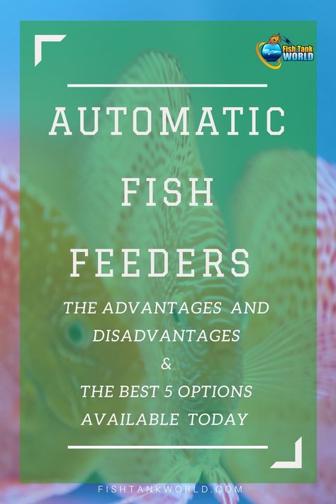 Aquarium Automatic fish feeders. What are the advantages and the disadvantages in using them for your fish tank. How they work and why it is important to set one up in your aquarium. Diy Aquarium Filter, Diy Aquaponics, Aquaponics Aquarium, Aquaponics Kit, Aquaponics Greenhouse, Fish Feeders, Automatic Fish Feeder, Diy Fish Tank, Fish Feeder