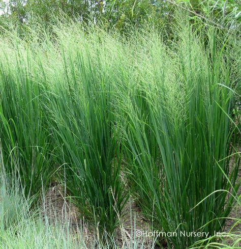 Panicum Virgatum, Prairie Planting, Perennial Grasses, Easy Care Plants, Pollinator Garden, White Garden, Rain Garden, Cloud Nine, Fall Plants