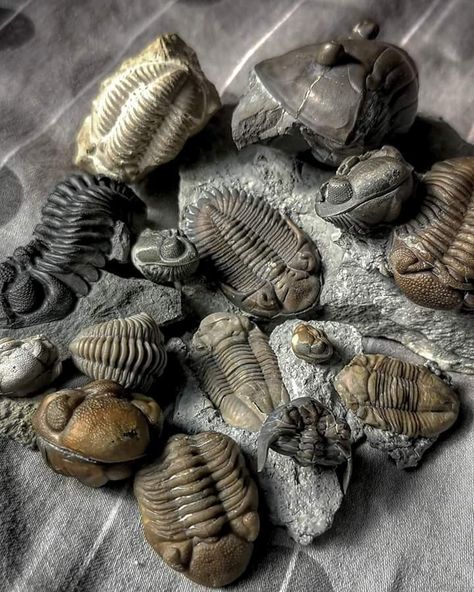 Trilobite Tattoo, Fossil Art, Geometry In Nature, Rocks And Fossils, Trilobite Fossil, Paleo Art, Extinct Animals, Dinosaur Fossils, Prehistoric Creatures