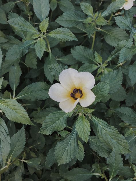 #flower #single #flowers #garden Single Flower Aesthetic, White Flower Aesthetic, Single White Flower, Single Flowers, Flowers Garden, Single Flower, White Flower, White Flowers, Plants