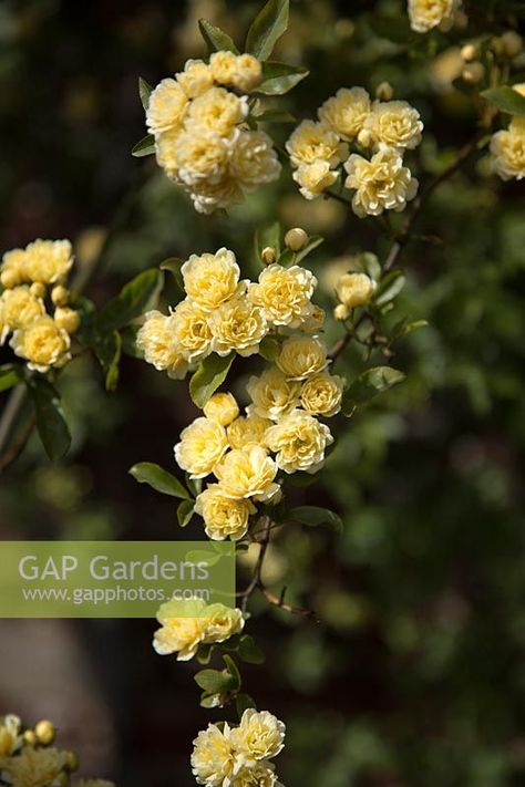 Rosa Banksiae, Planting Ideas, Planting, Trees, Yellow, Plants, Water, Flowers