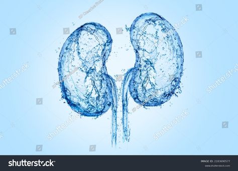 kidney with water splash. Kidney with water 3D illustration, 3D water, water splash, Kidney concept art. Cake Recipe Moist, Health For Women, Water Splash, Men's Health Fitness, Water Water, Ads Creative, 3d Illustration, Image Illustration, Cake Recipe