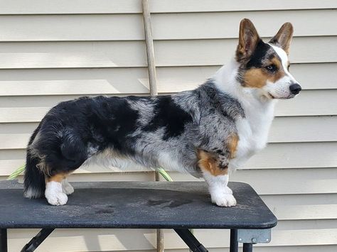 Cardigan Welsh Corgi Puppies, Cardigan Corgi, Spitz Dogs, Welsh Corgi Puppies, Really Cute Puppies, Corgi Pembroke, Cardigan Welsh Corgi, Military Dogs, Corgi Puppy