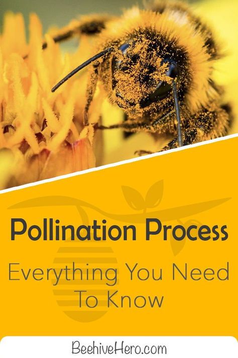 Pollination Activity, Flower Gardening Ideas, Outdoor Garden Design, Gardener Aesthetic, Flowers Valentines, Bee Activities, Outdoor Gardens Landscaping, Gardening Aesthetic, Homeschool Crafts