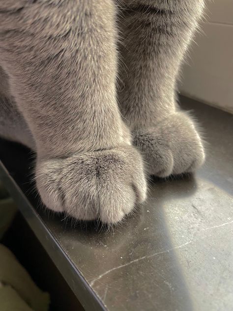 Cat Paws Aesthetic, Cat Paw Aesthetic, Paws Aesthetic, Feral Poses, Rosabella Beauty, Animal Photoshoot, Short Hair Cats, Forest Cat, Cute Cats Photos