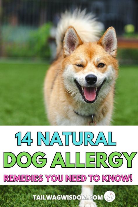 Help your pup with affordable dog allergy remedies that work! These natural solutions offer paw-sitive relief while giving you great pet savings. Discover money tips that help with saving money on pet care without sacrificing your dog’s health! money tips | saving money | pet savings | affordable pets | affordable dogs Dog Allergy Remedies, Dog Allergies Remedies, Dog Allergy, Dogs With Allergies, Allergy Remedies, Tips Saving Money, Dog Allergies, Pet Care Tips, Money Tips