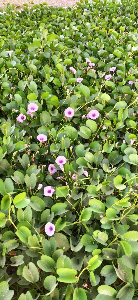 Ipomoea pes-caprae, also known as bayhops, bay-hops, beach morning glory or goat's foot, is a common pantropical creeping vine belonging to the family Convolvulaceae. It grows on the upper parts of beaches and endures salted air. It is one of the most common and most widely distributed salt tolerant plants and provides one of the best known examples of oceanic dispersal. Its seeds float and are unaffected by salt water. (Wikipedia) Salt Tolerant Plants, Creeping Vines, Herbal Apothecary, Front Lawn, Salt And Water, Morning Glory, Apothecary, Planting, The Family