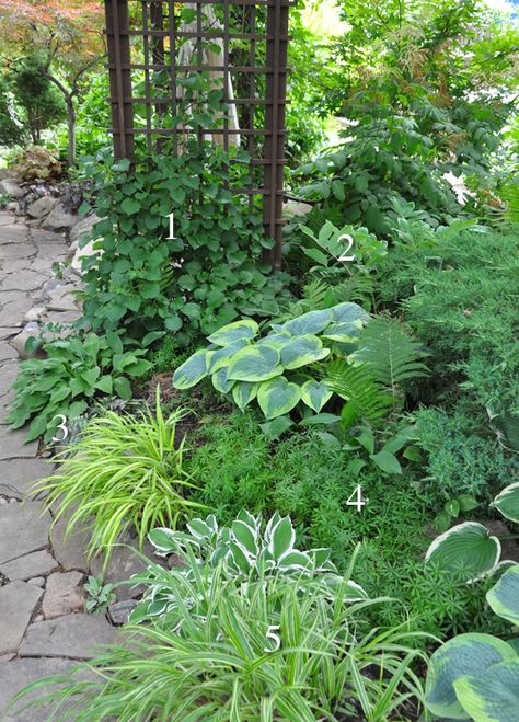 Shade Garden Design, Lots Of Plants, Ferns Garden, Shade Garden Plants, Hosta Gardens, Woodland Garden, Garden Pathway, Easy Garden, Shade Plants