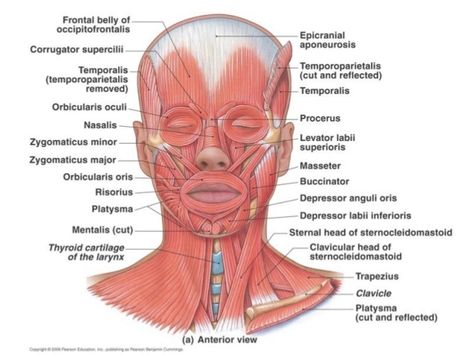 Face Muscles Anatomy, Muscles Of The Head, Facial Muscles Anatomy, Anatomy Of The Neck, Throat Anatomy, Back Anatomy, Neck Muscle Anatomy, Muscles Of Facial Expression, Body Muscle Anatomy