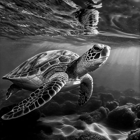 Marine Life Black And White, Sea Animals Black And White, Sea Turtle Drawing Realistic, Ocean Water Tattoo, Underwater Tattoo Design, Turtle Black And White, Sea Tattoo Sleeve, Ocean Theme Tattoos, Turtle Photography