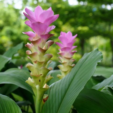 Common turmeric, Curcuma longa Ginger Family, Turmeric Water, Natural Aging, Water Me, Photosynthesis, Plant Collection, The Roots, Tropical Garden, Flower Images