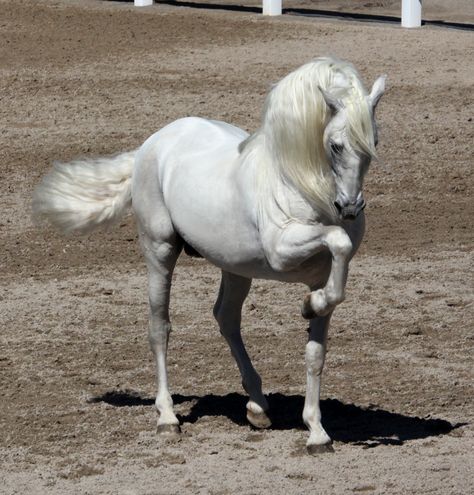 The World's Most Beautiful Animals Lipizzaner Horse, Iberian Horse, Andalusian Horses, Horses Beautiful, Horse Dressage, Andalusian Horse, Horse Names, Grey Horse, Most Beautiful Animals