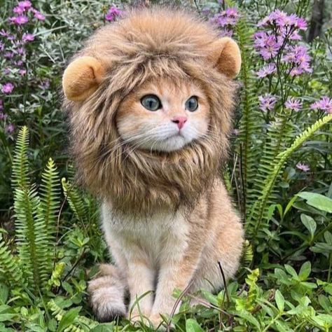 Hair Caps, Fancy Hair, Cute Lion, Lion Mane, Fancy Hairstyles, Cat Hat, Cat Costumes, Cat Decor, Pet Costumes