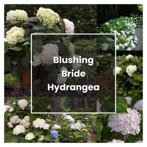 How to Grow Blushing Bride Hydrangea - Plant Care & Tips | NorwichGardener Blushing Bride Hydrangea Landscaping, Blushing Bride Hydrangea, Hydrangea Plant Care, Hydrangea Arborescens Annabelle, Hydrangea Plant, French Hydrangea, Hydrangea Landscaping, Bigleaf Hydrangea, Types Of Hydrangeas