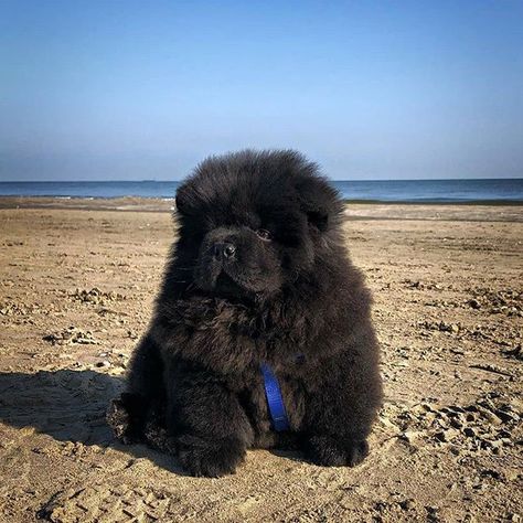 ChowChow Puppies on Instagram: “Kassandra to the beach❤️❤️❤️ . . . . #chowpuppies #dog #puppy #chowchow  #instagood #9gagpets #pet #barked #animal #animals #dogsofinstagram…” Chowchow Puppies, Black Chow Chow Puppies, Chow Chow Dog Puppy, Black Chow Chow, Chow Chow Puppy, Dog Leash Training, Chow Chow Dogs, Black Puppy, Dream's Cat