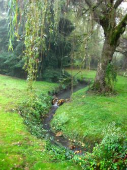 Background Inspiration, Growing Ginger, Moss Garden, Water Gardens, Weeping Willow, Ponds, Water Garden, Farm Life, Water Features