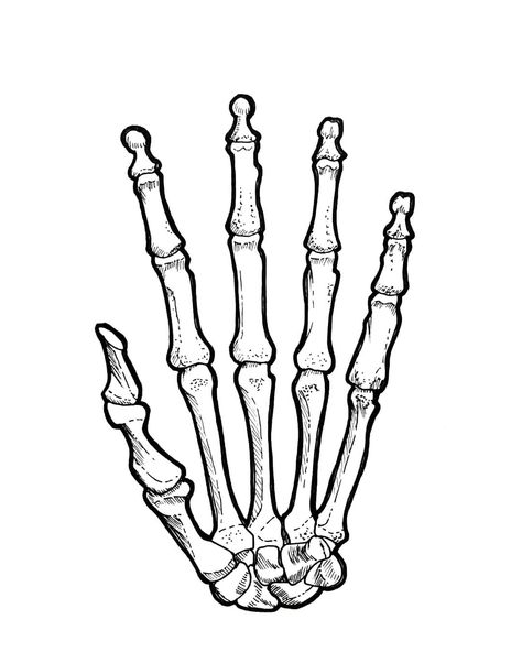 Bone On Hand Tattoo, Bone Anatomy Drawing, Hand Bone Anatomy, Bone Hand Tattoo, Drawing Skeleton, Bone Anatomy, Hand Bones, Bone Drawing, Skeleton Finger