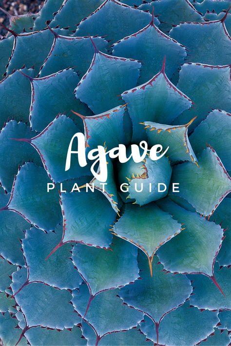 Agave In Planter, Functional Landscaping, 4x4 Logo, Golf Landscape, Agave Blue Glow, Agave Plants, Kat Diy, Agave Attenuata, Succulent Landscape Design