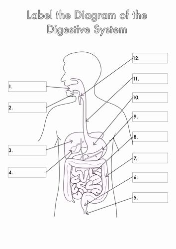 Digestive System Worksheet Pdf Beautiful Worksheet Digestive System the Best Worksheets Image – Chessmuseum Template Library Digestive System Diagram, Digestive System Worksheet, Biology Diagrams, Human Biology, Heart Lungs, Human Digestive System, Sistem Pencernaan, Biology Worksheet, Nurse Study Notes