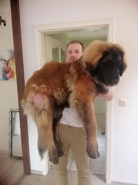 Klaus 8 month old Leonberger. 46kg #Dog #Dogs #Pic #Pics #Picture #Pictures #Puppy #Puppies Leonberger Dog Puppy, Leonberger Puppy, Leonberger Dog, Big Dogs Breeds, Biggest Dog In The World, Puppy And Kitten, Funny Dog Signs, Biggest Dog, Big Dog Breeds