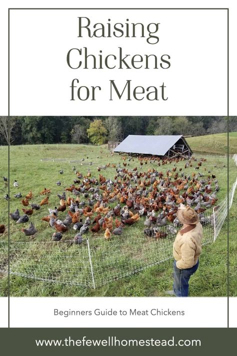 Raising meat chickens is very simple and a great way to put meat in your freezer. Learn the easy way on how to raise chickens for meat! Meat Chickens Breeds, Raising Meat Chickens, Meat Birds, Meat Rabbits, Tea Remedies, How To Raise Chickens, Backyard Chicken Coop Plans, Chicken Tractors, Modern Homesteading