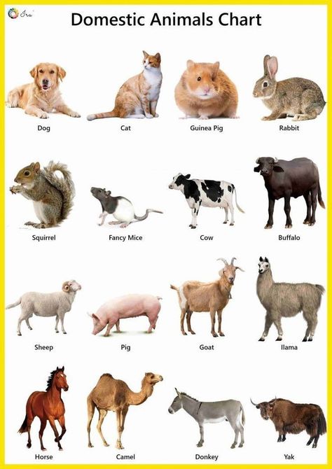 Domestic Animals Chart, Animals Names In English, Colouring Sheets For Kids, Animals Name With Picture, Animals Chart, Animals Name List, Animal Chart, Wild Animals List, Farm Animals For Kids