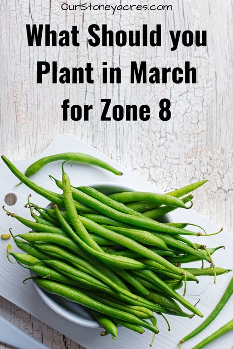 Gardening in March: Zone 8 - Our Stoney Acres Zone 8 Planting Schedule, What To Plant In March, Vegetable List, Small Backyard Design Layout, Modern Homestead, When To Plant Vegetables, Small Backyard Design Ideas, Design On A Budget, Vegetable Garden Tips