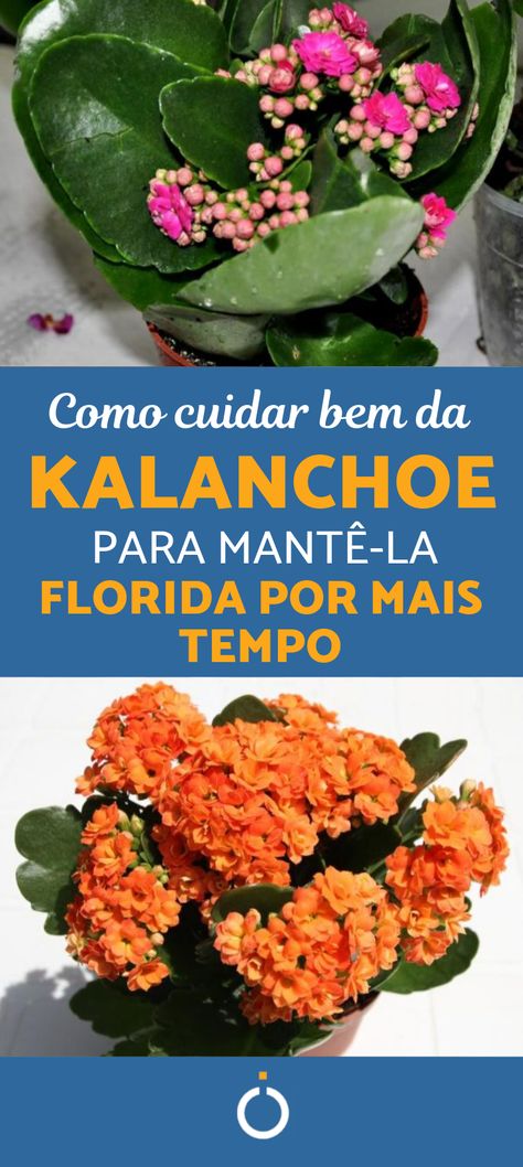 Clique no pin e veja como cuidar da kalanchoe para deixá-la florida por mais tempo. O umCOMO explica quais são os cuidados essenciais para cuidar da flor-da-fortuna. #kalanchoe #flordafortuna #kalanchoemudas #kalanchoedecoração #kalanchoevaso #flordafortuna #kalanchoecuidados #plantarkalachoe #jardim #jadinagem #dedodverde Kalanchoe Flowers, Kalanchoe Blossfeldiana, Succulent Seeds, Tivoli Gardens, Long Flowers, Colorful Succulents, Cactus Y Suculentas, Pretty Plants, Garden Paths