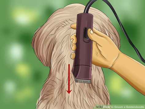 How to Groom a Goldendoodle (with Pictures) - wikiHow Dog Grooming Doodle, Grooming Goldendoodle At Home, Golden Doodle Grooming, Labradoodle Grooming, Goldendoodle Haircuts, Dog Grooming Diy, Goldendoodle Grooming, Dog Grooming Styles, Dog Grooming Clippers