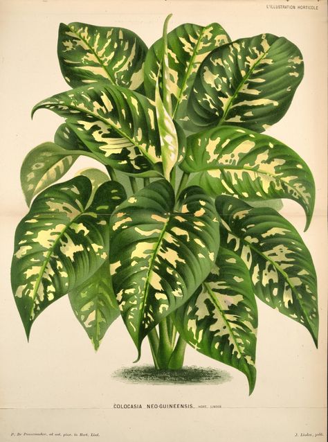 Science Illustration, Vintage Botanical Prints, Plant Painting, Tropical Foliage, Botanical Beauty, Scientific Illustration, Botanical Drawings, Plant Illustration, Foliage Plants