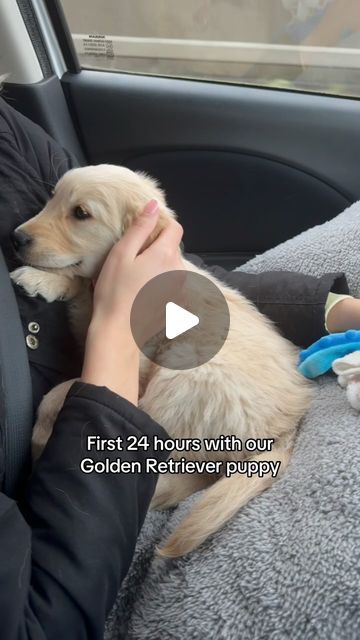 English Golden Retriever Puppy, Golden Retriever Gif, Golden Retriever Training, English Golden Retrievers, Golden Retriever Baby, Chien Golden Retriever, Old Golden Retriever, Golden Retriever Funny, Golden Puppy