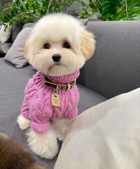 Haircut Inspo, White Puppy, Dog Mommy, Cute Dog Clothes, Puppy Accessories, Cozy Dog, Puppy Cute, White Puppies, Really Cute Dogs