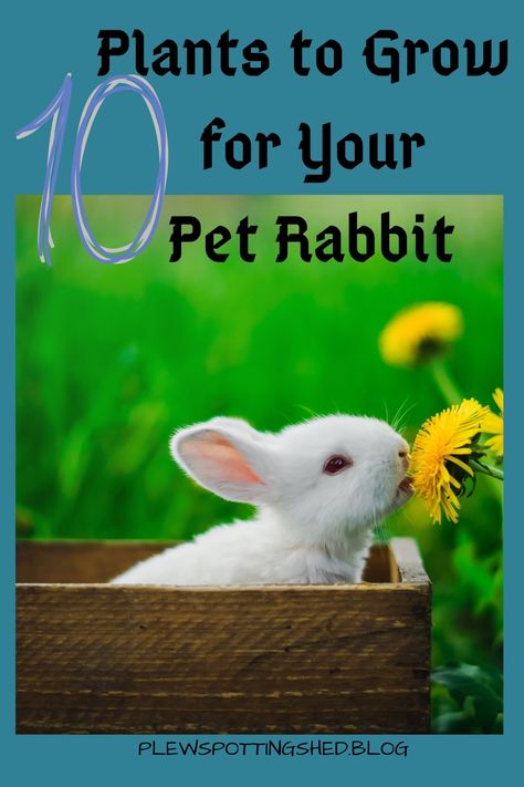 Rabbit Friendly Plants, Holland Lop Bunnies Aesthetic, Rabbit Diy Toys, Rabbit Garden Ideas, Bunny Garden Ideas, Bunny Garden, Bunny Village, Rabbit Diy, Rabbit Run Ideas