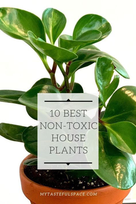 A List of the 10 best non-toxic indoor plants that are safe for kids and pets.  #petfriendlyplants #kidsfriendlyplants #catfriendlyplants #dogfriendlyplants #houseplants #indoorplants #safeplants #nurseryroomplants #nontoxicplants Safe House Plants, Dog Friendly Plants, Cat Friendly Plants, Low Light House Plants, Planting For Kids, Plants Pet Friendly, Kids And Pets, Best Indoor Plants, Decoration Plante