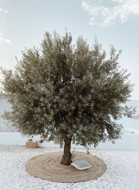 Olive Trees Landscape, Modern Backyard Landscaping, Modern Backyard, Mediterranean Garden, Home Landscaping, Olive Tree, Desert Landscaping, Back Garden, Paros