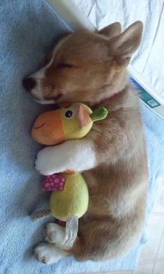 Cute Dog Sleeping, Funny Dog Pics, Hilarious Animal Memes, Dog Sleeping In Bed, Dogs Sleeping, Sleeping Puppy, Puppy Sleeping, Baby Corgi, Dog Sleeping