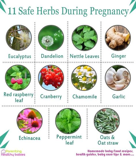 11 Safe Herbs Used in Pregnancy Herbs To Get Pregnant, Herbs Safe For Pregnancy, Tea For Pregnant Women, Witch Pregnancy, Herbs For Pregnancy, Pregnancy Safe Tea, Pregnancy Herbs, Vegetarian Pregnancy, Herbs For Fertility