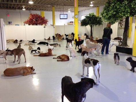 Indoor Doggie Daycare Ideas, Dog Daycare Lobby Ideas, Luxury Dog Daycare, Dog Daycare Ideas, Daycare Flooring, Dog Daycare Design, Kennel Business, Dog Boarding Ideas, Dog Daycare Business