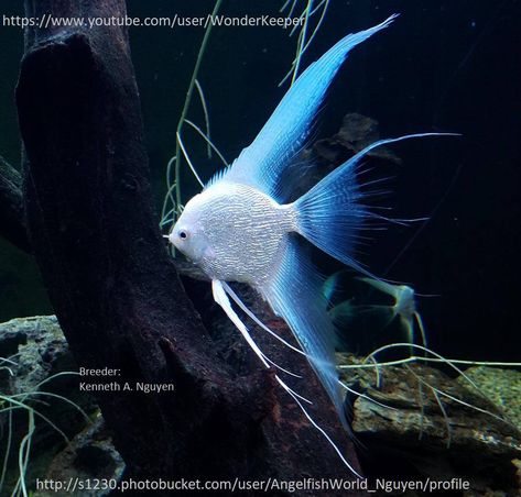 platinum blue diamond Angel Fish Tank, Oscar Fish, Tropical Freshwater Fish, Salt Water Fishing, Freshwater Aquarium Fish, Underwater Animals, Cool Fish, Beautiful Sea Creatures, Water Gardens