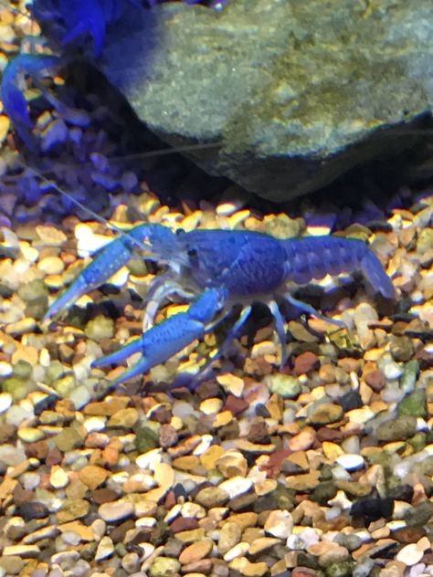 Electric Blue Crawfish Aquarium Pics, Animals Reference, Fish Tanks, Fish Tank, Under The Sea, Crab, Electric Blue, Fish, Animals